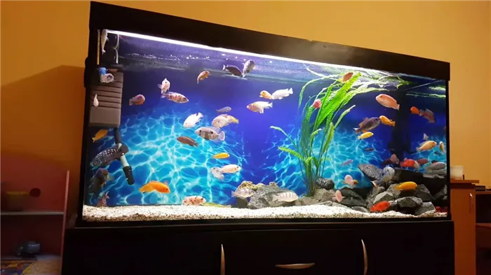 Сколько рыбок можно держать в аквариуме от 300 до 1000 литров