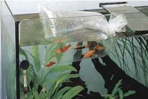 Запуск рыбы в аквариум