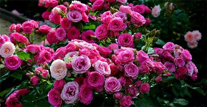Яркие кустовые розы