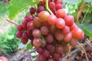 Описание и характеристики, преимущества и недостатки винограда сорта Блестящий, выращивание