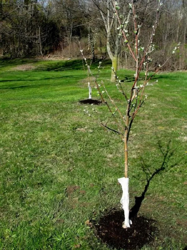 Посадка яблони весной в открытый грунт: пошаговая инструкция, когда и как сажать саженцы