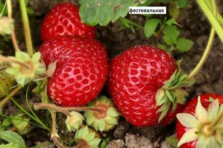 Фестивальная Среднеспелая садовая клубника, отличающаяся хорошим плодоношением, сладким вкусом ягод и устойчивость к низким температурам.