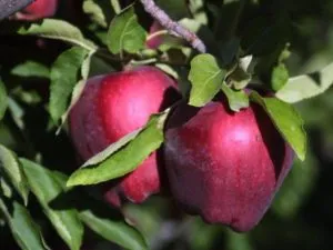 Описание и характеристики, преимущества и недостатки яблок сорта Ред Делишес, тонкости выращивания