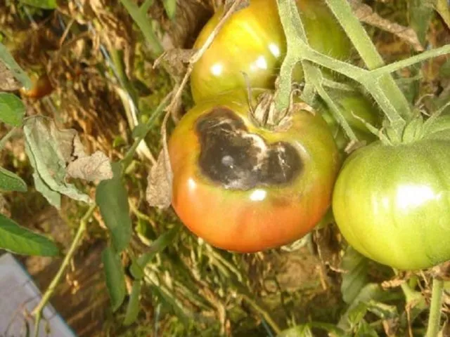 Основные болезни и вредители томатов в открытом грунте: описание и лечение