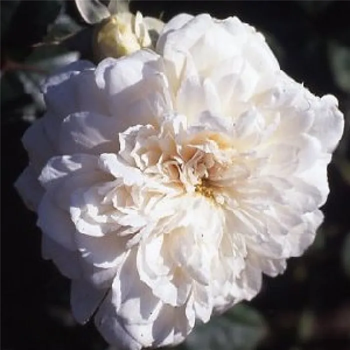 роза Sombreuil фото
