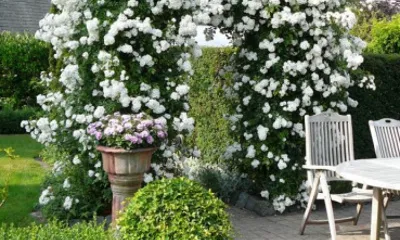 Белые плетистые розы в саду