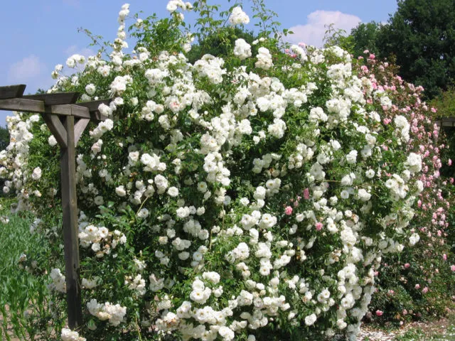 Рейтинг лучших белых вьющихся роз для создания уникального дизайна сада