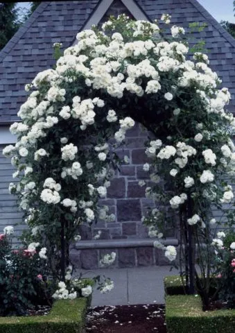 Рейтинг лучших белых вьющихся роз для создания уникального дизайна сада