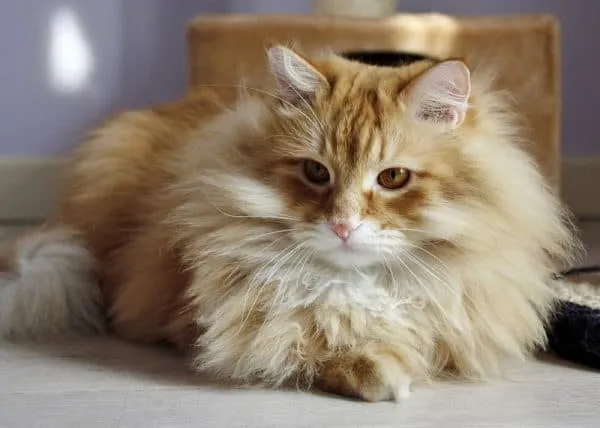 Сибирская кошка на полу