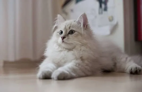 Белая сибирская кошка