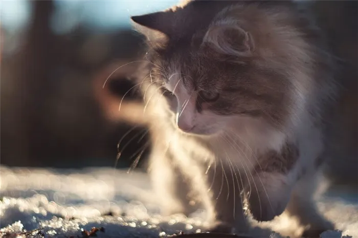 На фото сибирская кошка на прогулке