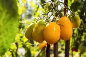 Сорт томата Южный загар: фото и описание