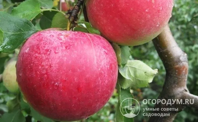 Внешний вид яблок оценивается специалистами в 4,4 балла, а вкусовые качества – 4,3 (по 5-балльной шкале)