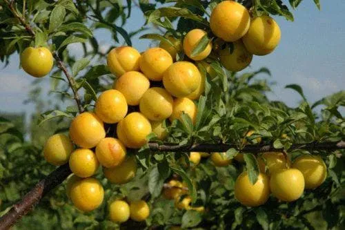 Алыча дерево плодовые и ягодные культуры как растет описание опылители
