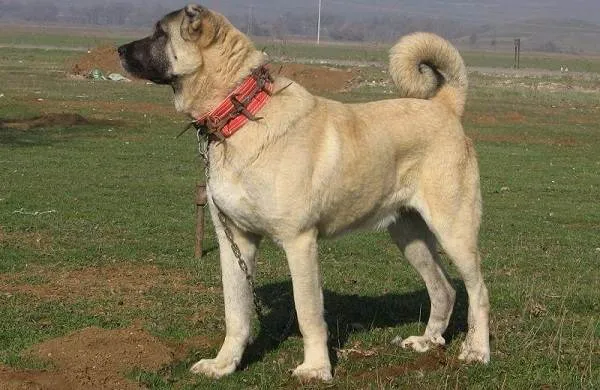 Гампр-порода-собак-Описание-особенности-виды-уход-и-цена-гампра-6