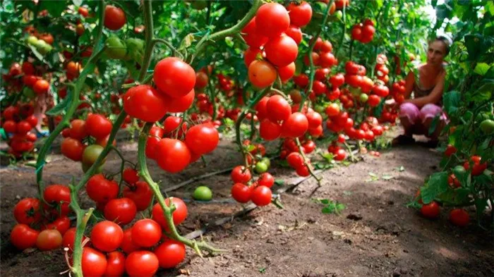 Как правильно опрыскивать помидоры марганцовкой