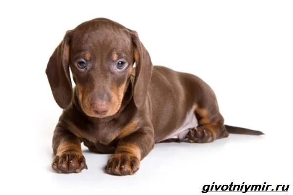 Карликовые-собаки-Особенности-описание-уход-и-породы-карликовых-собак-6