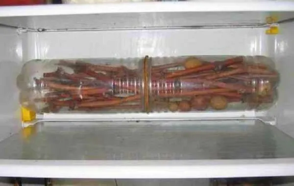 Хранение посадочного материала в холодильнике