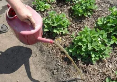 Ремонтантная клубника: выращивание и уход
