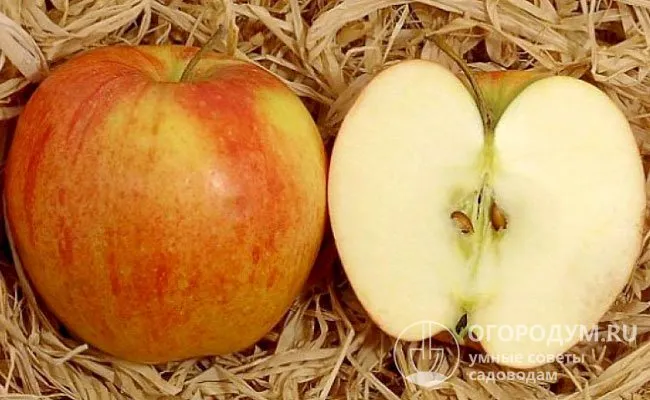 Яблоки хорошо переносят транспортировку и при правильно организованном хранении могут пролежать до конца весны без потери товарных и вкусовых качеств