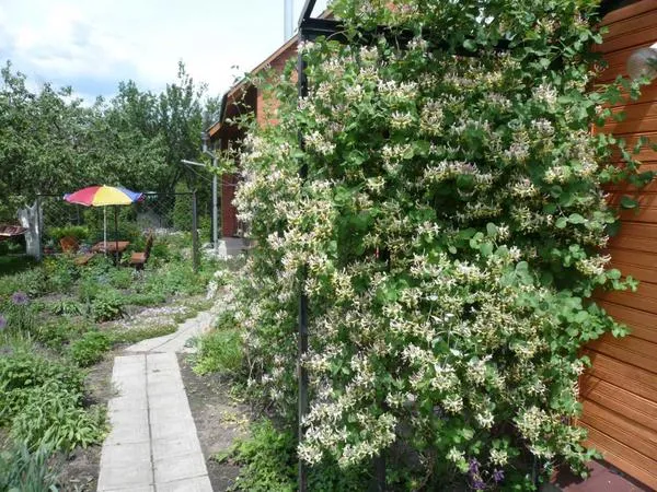 Лиановидная жимолость прекрасно подходит для вертикального озеленения (Фото с сайта dachnaya-zhizn.ru)