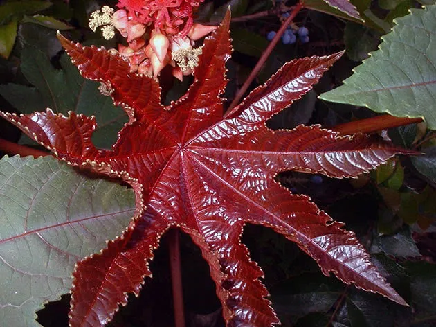 Вид клещевины с красными листьями