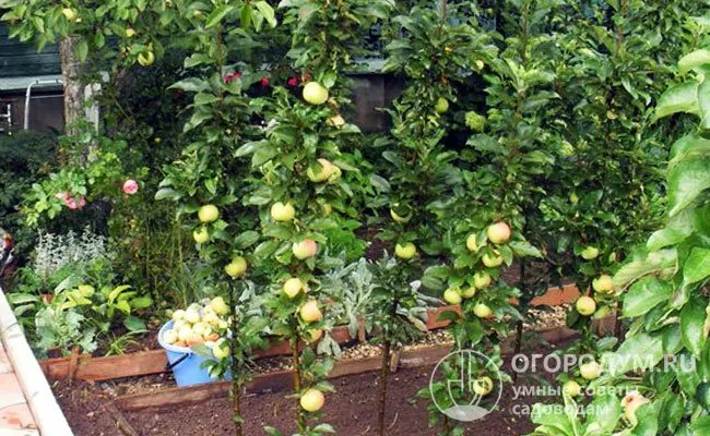 Яблони «Валюта» заслужили популярность не только как продуктивные, но и декоративные растения, позволяющие создавать различные композиции в садово-парковом дизайне