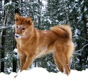 Карело-финская лайка играется на снегу