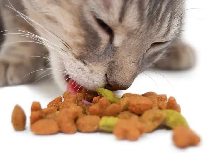 Как кормить сухим кормом беременную кошку