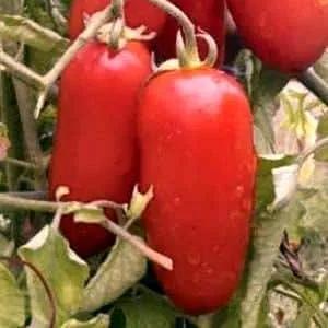 Как ухаживать за томатом 