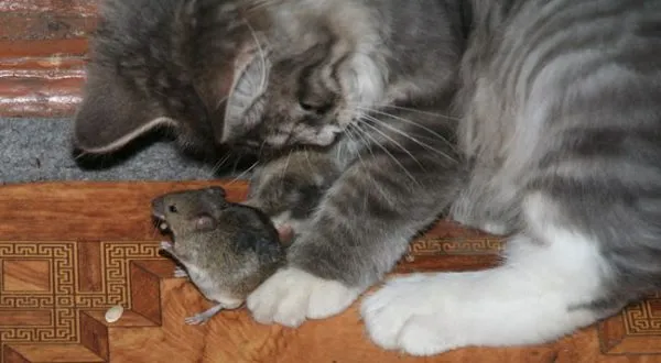 Котёнок ловит мышь