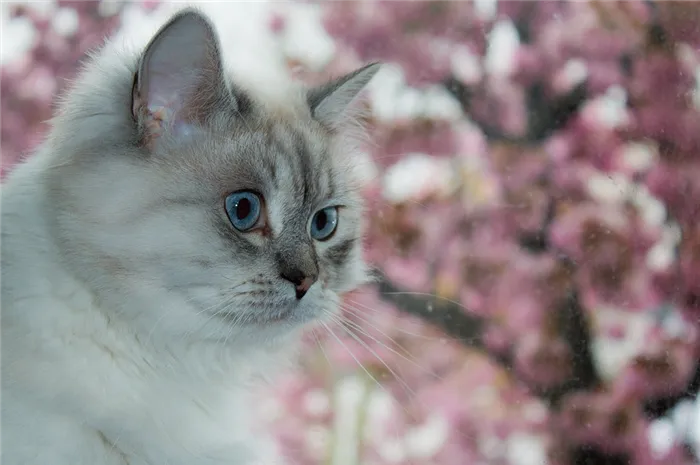 Происхождение сибирской кошки