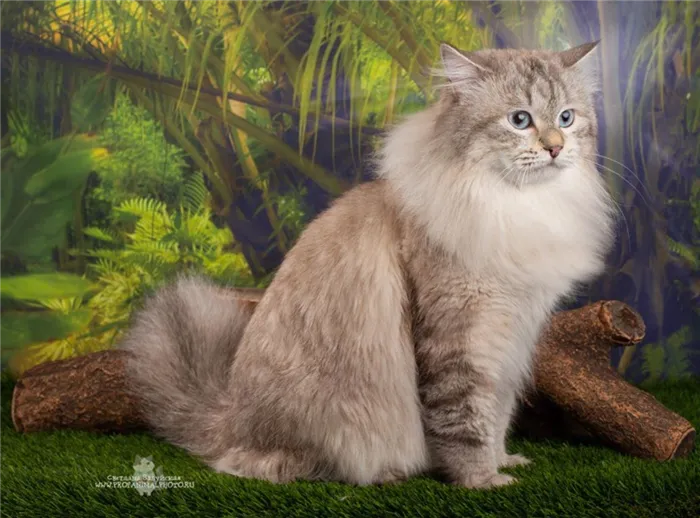 Сибирская кошка сил-силвер-тебби-пойнт