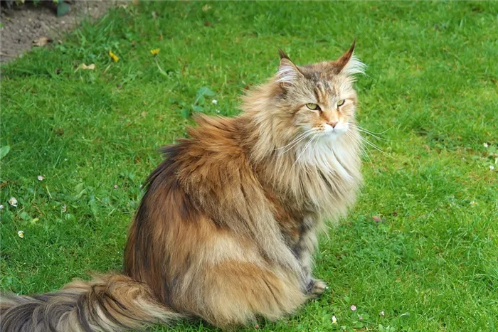 История происхождения сибирской кошки