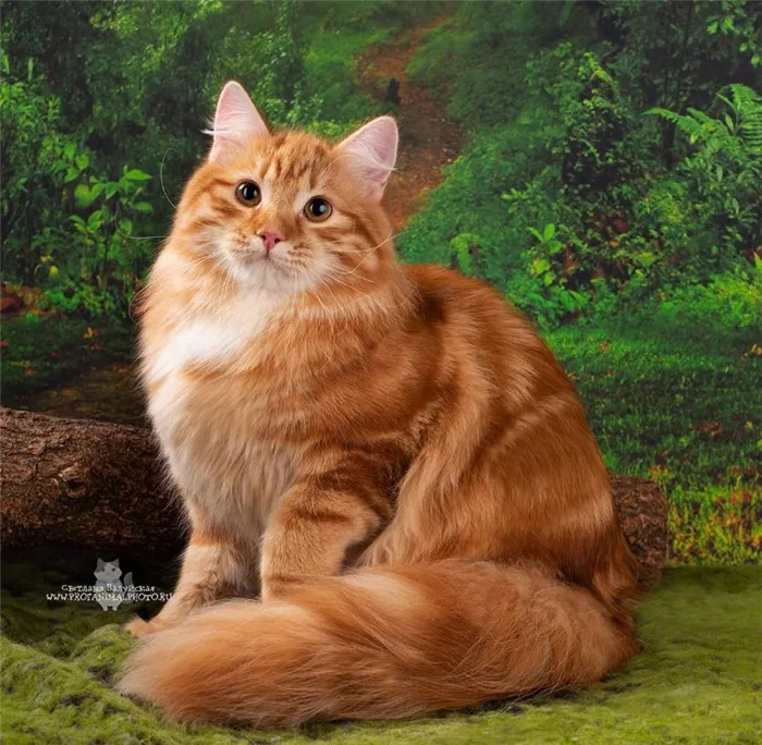 Рыжая сибирская кошка