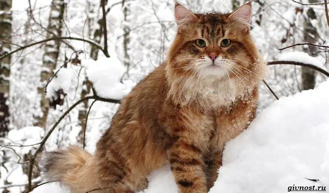 Сибирская-кошка-истинный-идеал-русской-красоты-и-гордость-России-5