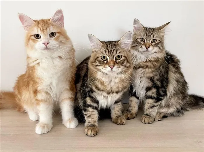 Фото сибирских котов