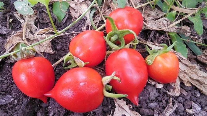 Как выращивать томат 