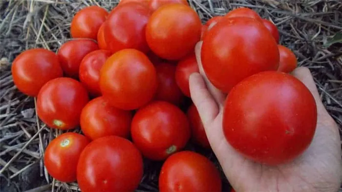 Любимые садоводами помидоры 