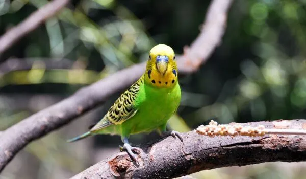 Фото: Зеленый волнистый попугай