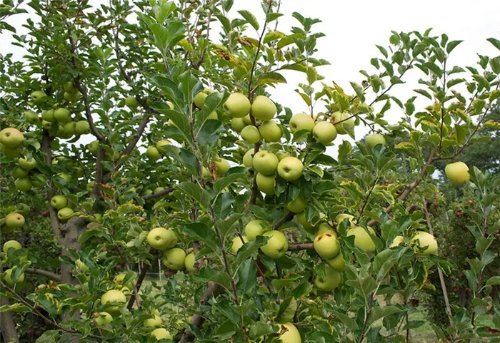 высокоурожайный сорт яблони Братчуд
