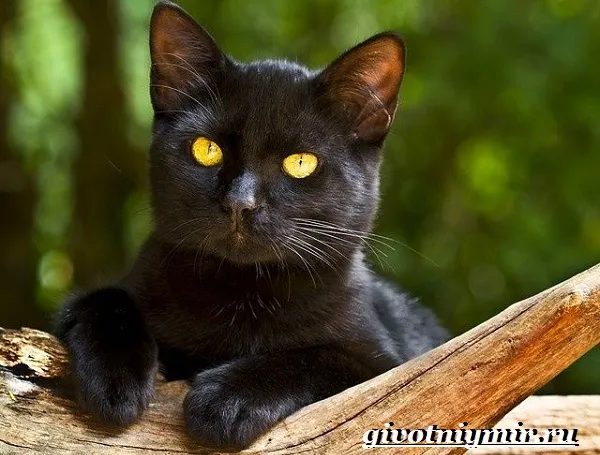 Бомбейская-кошка-Описание-особенности-цена-и-уход-за-бомбейской-кошкой-10
