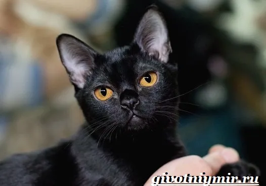 Бомбейская-кошка-Описание-особенности-цена-и-уход-за-бомбейской-кошкой-7