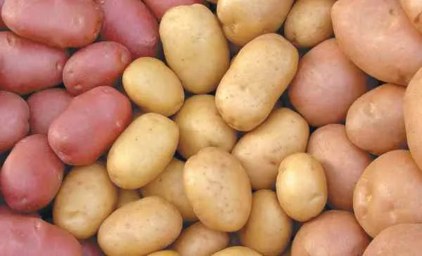 Картофель: фото и описание
