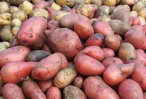 История появления и использования картофеля
