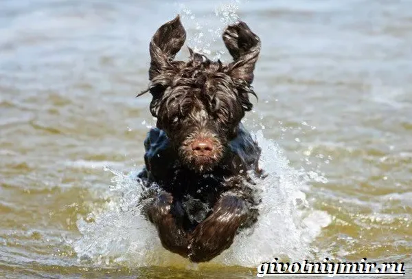 Португальская-водяная-собака-Описание-особенности-уход-и-цена-португальской-водяной-собаки-10