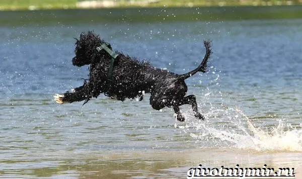 Португальская-водяная-собака-Описание-особенности-уход-и-цена-португальской-водяной-собаки-8