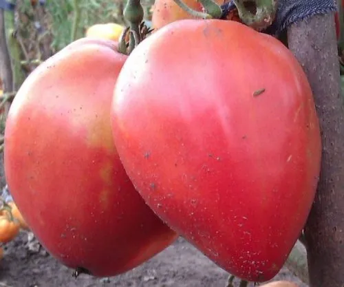 Крупные плоды томата Батяня