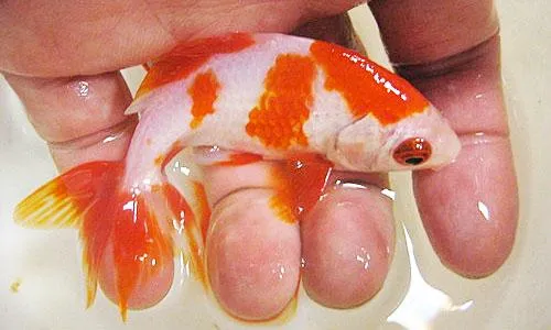 Золотая рыбка в руках