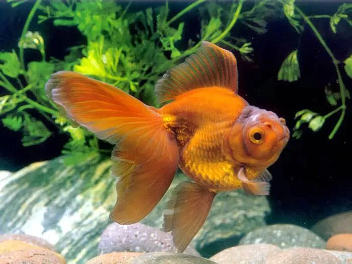 Обычная золотая рыбка